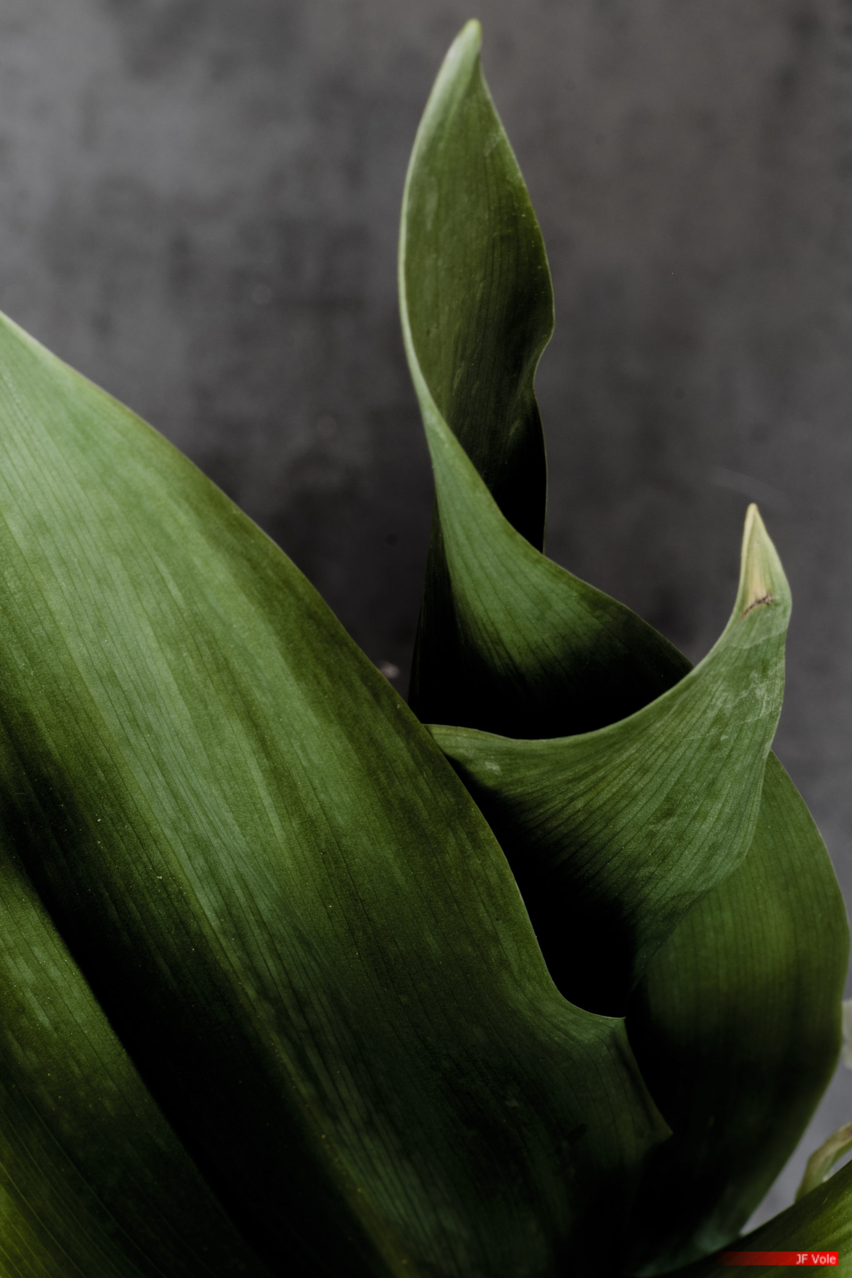 Lily of the valley at home studio, Marseille, may 2021.
